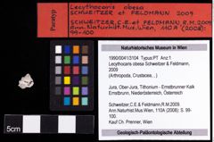 Foto (Objekt + Etiketten) von Lecythocaris obesa (Schweitzer & Feldmann, 2009) 